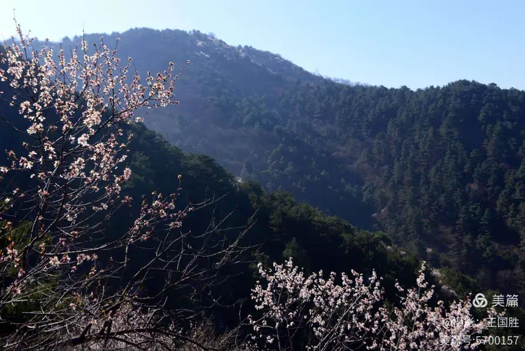 琴山赏春——三月踏青何处佳?琴山顶上看桃花。